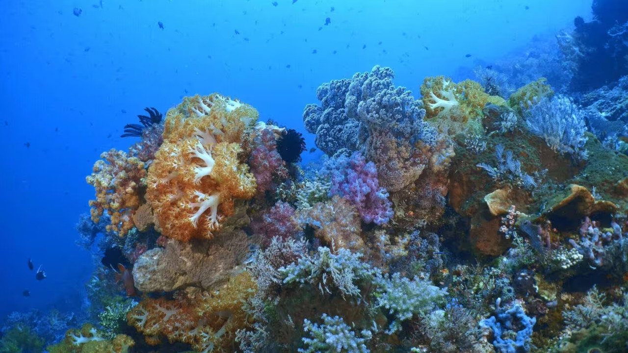 INTO THE BLUE: The Wonders of the Coral Triangle