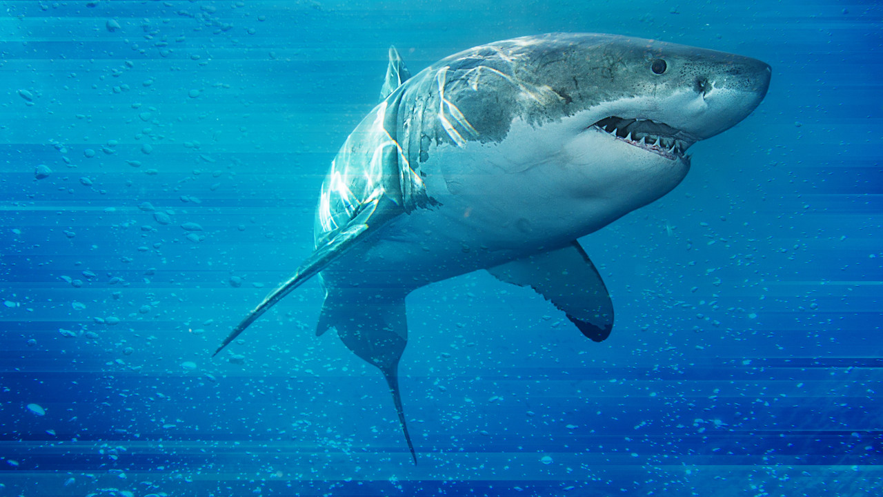 Game of Sharks