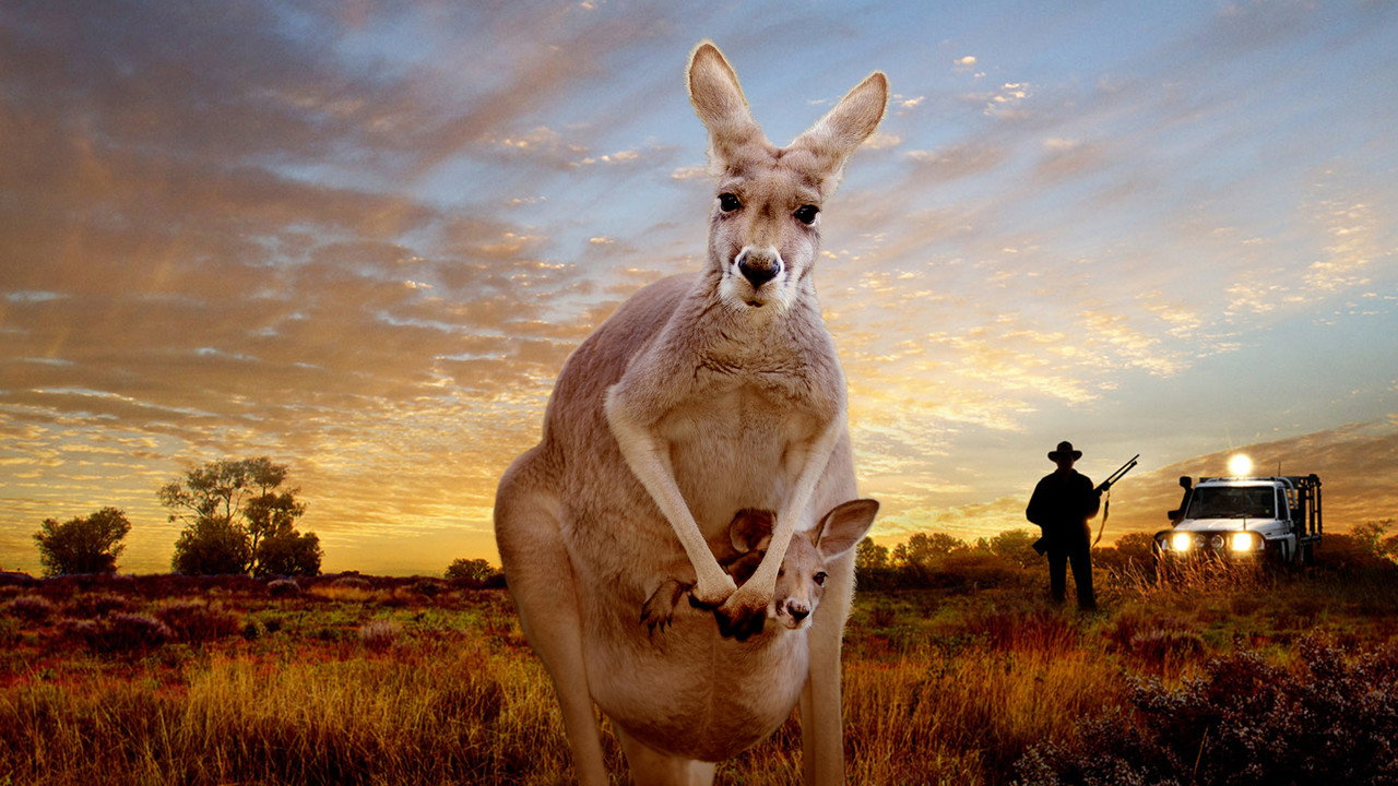 Kangaroo