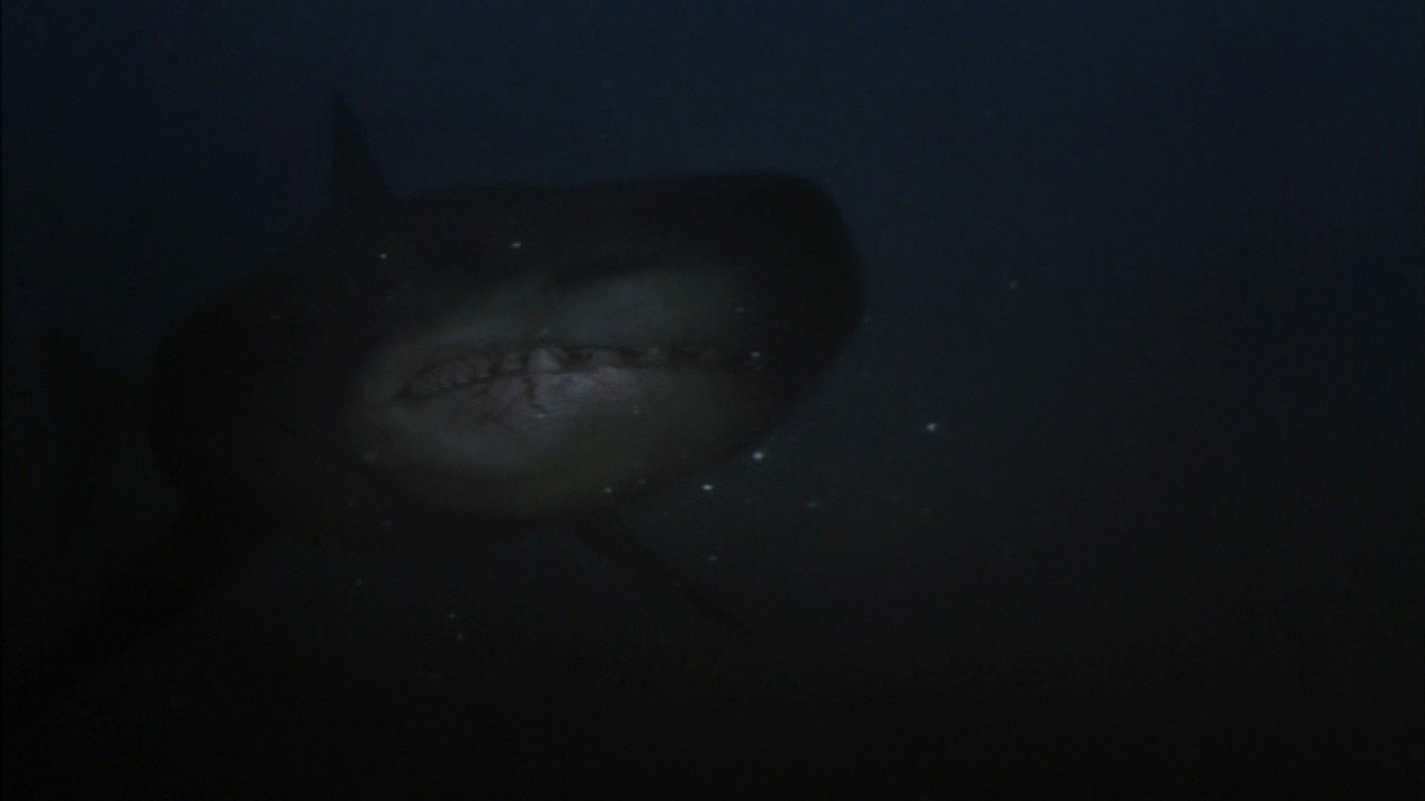 Shark Hunter