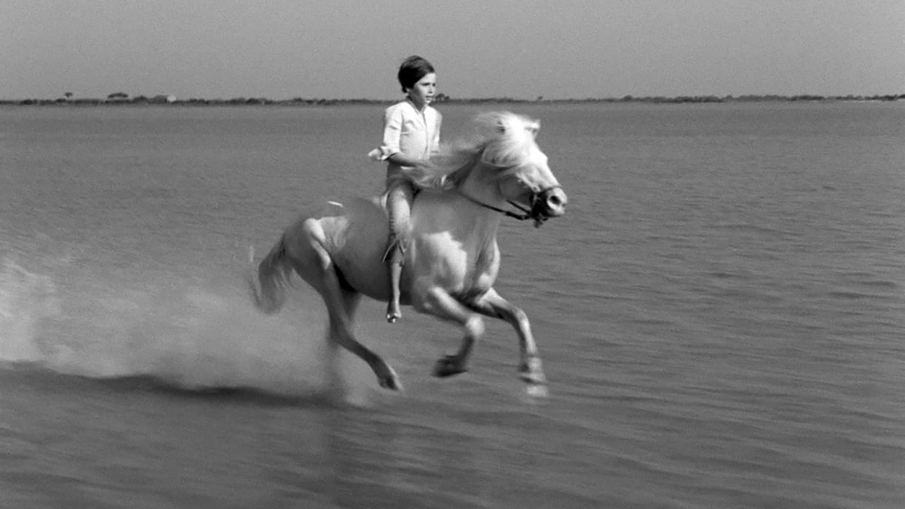 Crin blanc : le cheval sauvage