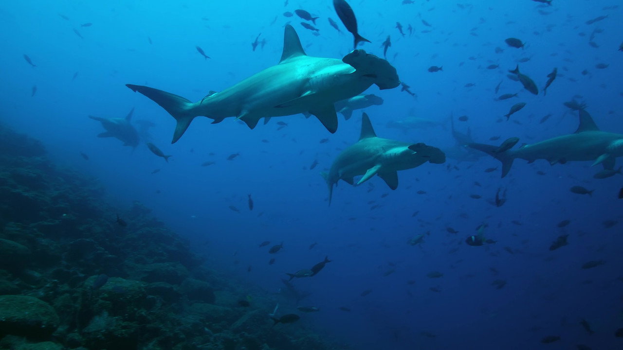 The Wild Pacific: The Beauty Of Life
