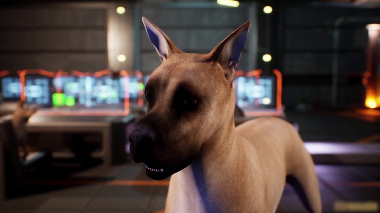 Wonder Dogs